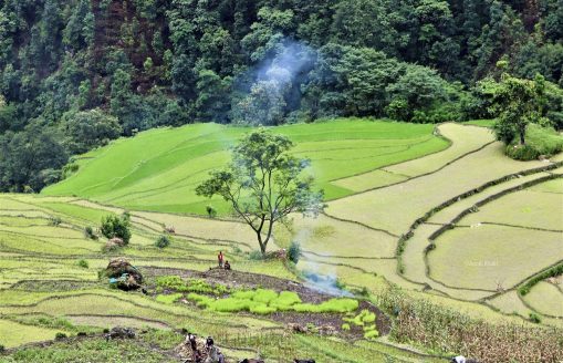 Nexus between people, forest and agriculture, Sindhupalchowk, Nepal.