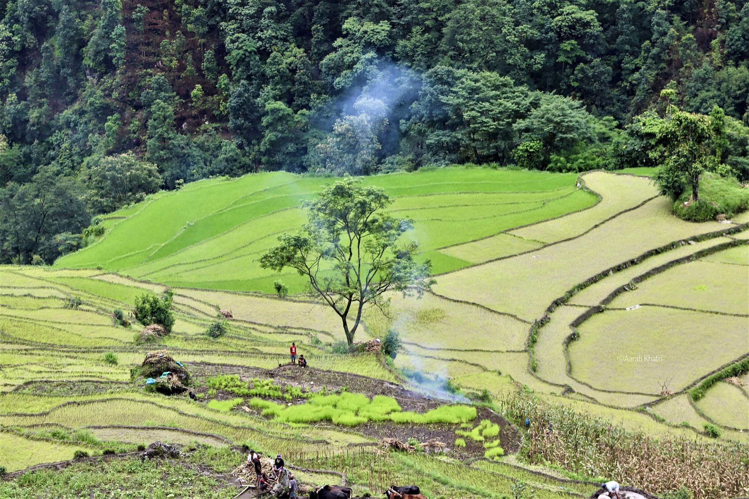 You are currently viewing Nexus between People, Forests and Agriculture, Sindhupalchok, Nepal