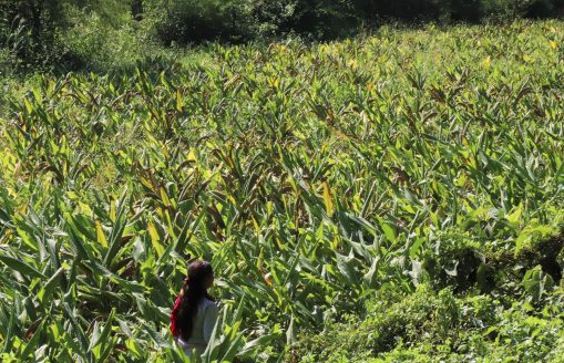 Green Recovery Financing Plan of the Forest User Groups for post-COVID-19 Recovery