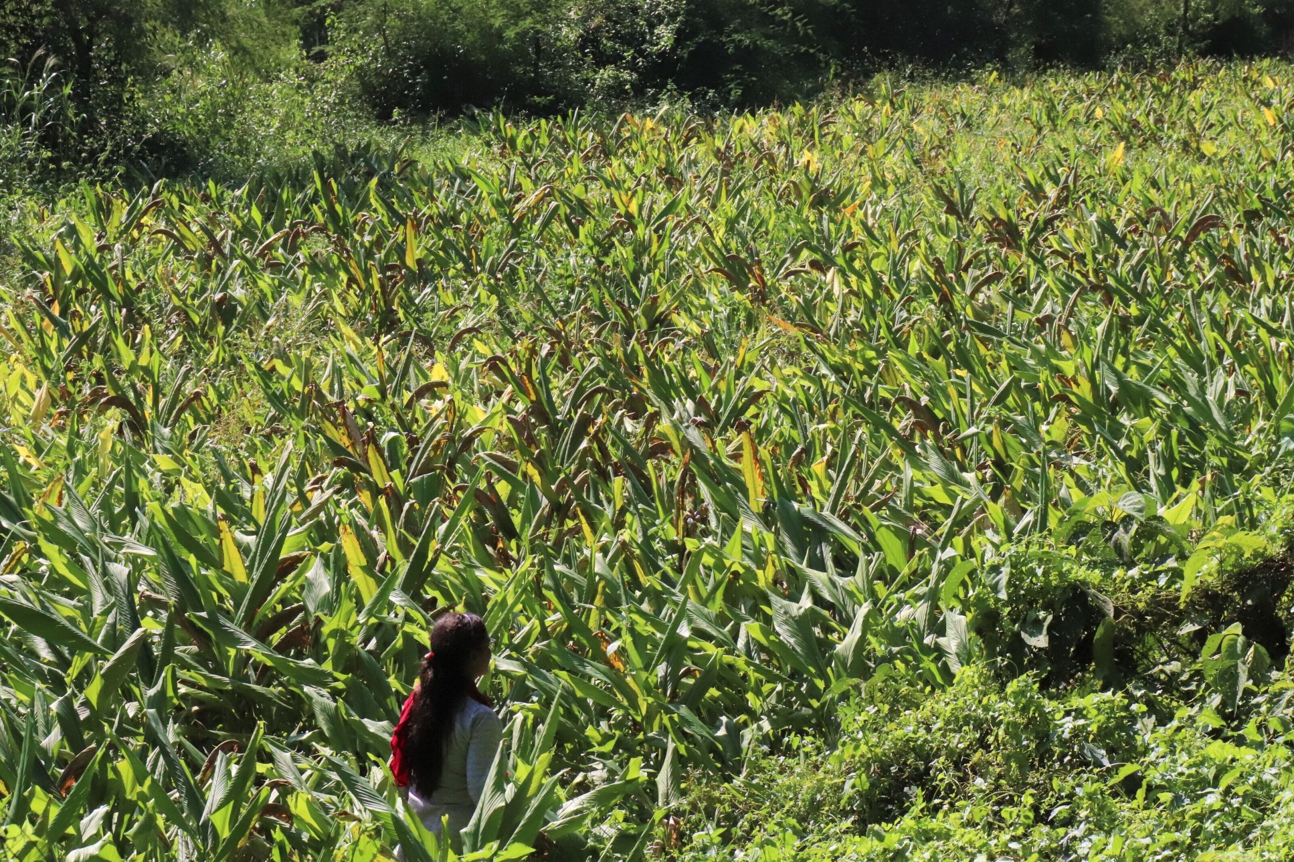 You are currently viewing Green Recovery Financing Plan of the Forest User Groups for post-COVID-19 Recovery