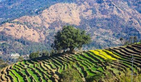 Tree of Resilience: Standing Strong Amidst Disaster