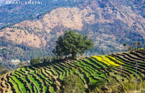 Tree of Resilience: Standing Strong Amidst Disaster