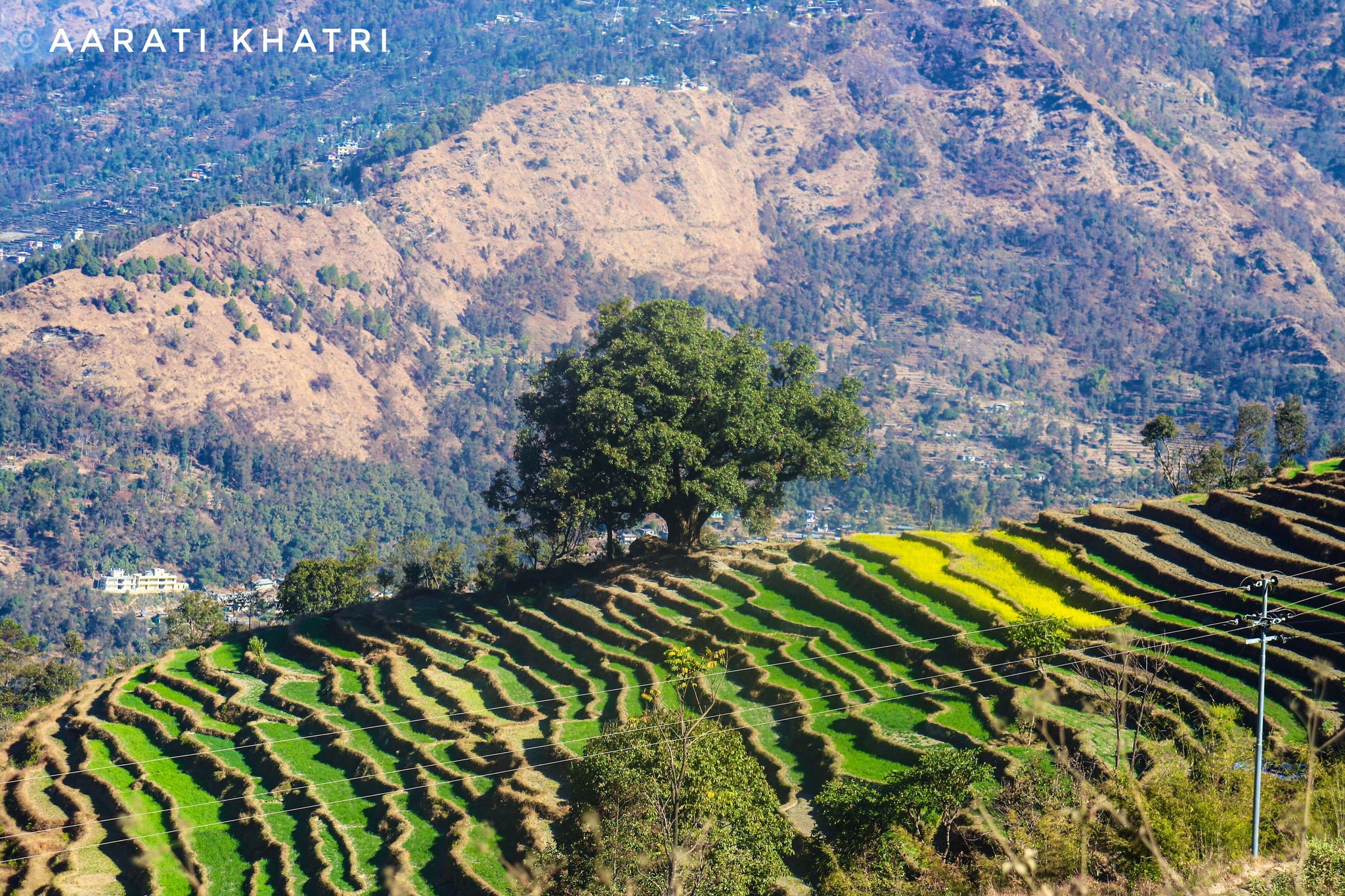 You are currently viewing Tree of Resilience: Standing Strong Amidst Disaster