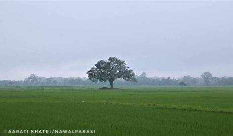 A solitary tree in Nawalpur, Nepal