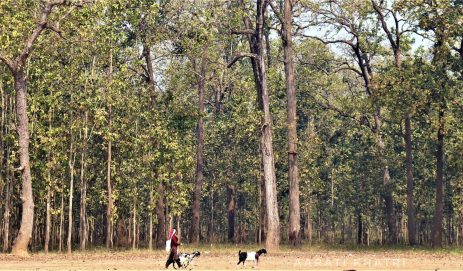 Women in the Wild, A lifeline from the Forests of Nawalpur, Nepal