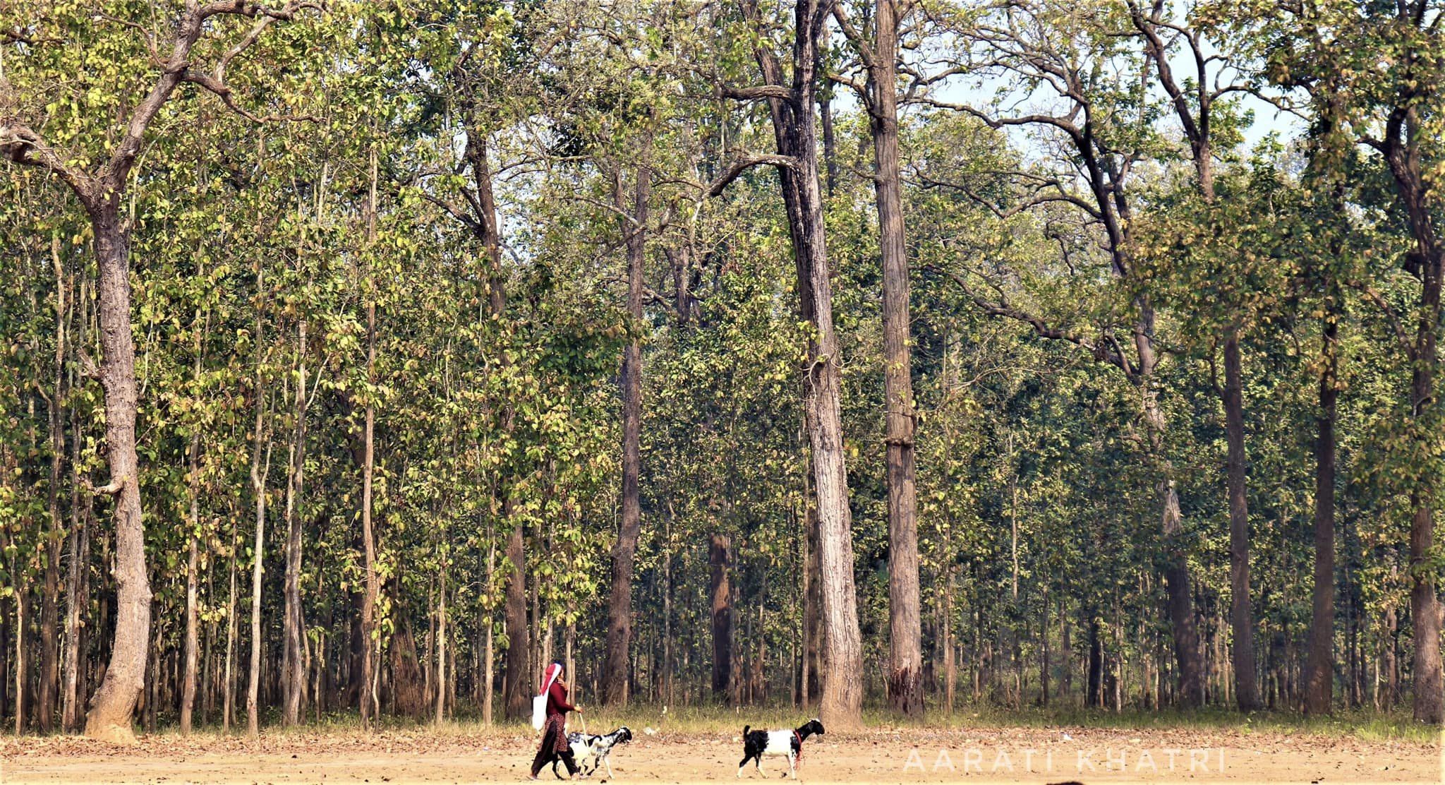 You are currently viewing Women in the Wild, A lifeline from the Forests of Nawalpur, Nepal