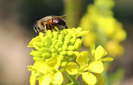 Bees Buzzing in Mustard Flowers, Kavre, Nepal