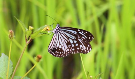 Common Jezebel soaring over Hemja’s green fields.