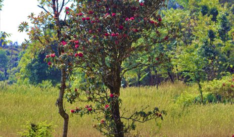 A Rhododendron of Hope in the Face of Discrimination.