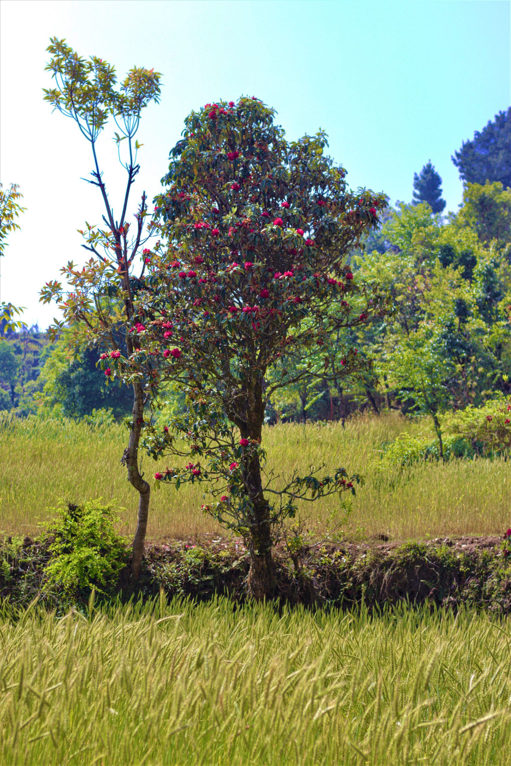 You are currently viewing A Rhododendron of Hope in the Face of Discrimination.