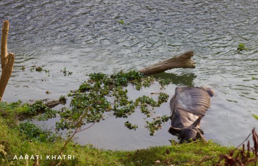 Nature’s gentle giant in its healing spa 🦏