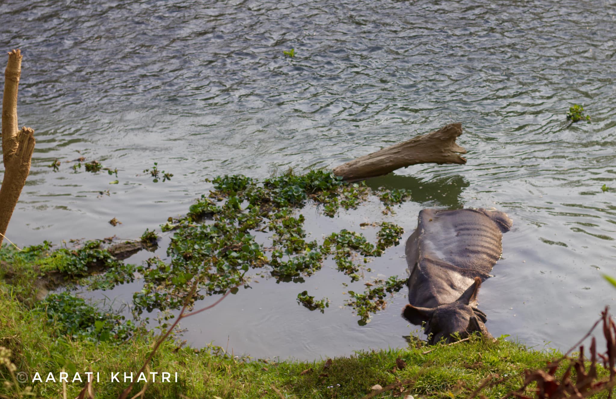 You are currently viewing Nature’s gentle giant in its healing spa 🦏