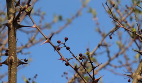 Timur, Nepali cuisine’s zesty secret spice. Kavre, Nepal