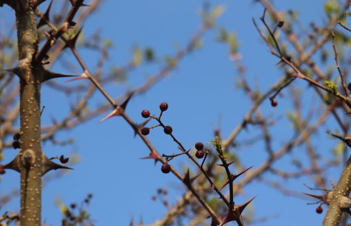 Timur, Nepali cuisine’s zesty secret spice. Kavre, Nepal