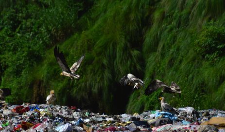 Vultures Soaring above Pokhara’s Landfill Sites