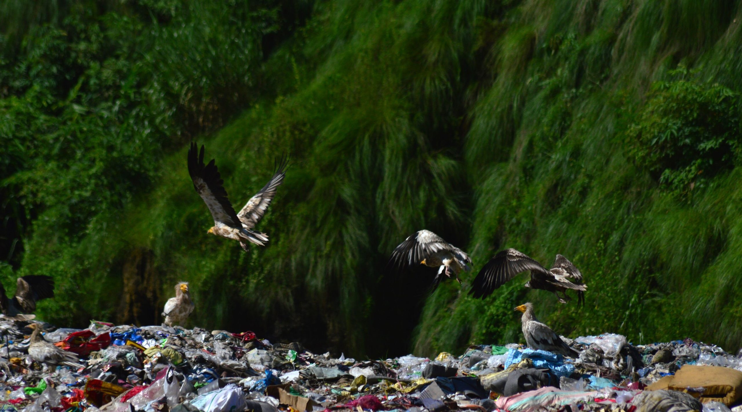 You are currently viewing Vultures Soaring above Pokhara’s Landfill Sites