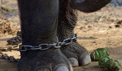Bound for Breeding: The Captive Elephants of Chitwan, Nepal