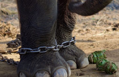 Bound for Breeding: The Captive Elephants of Chitwan, Nepal