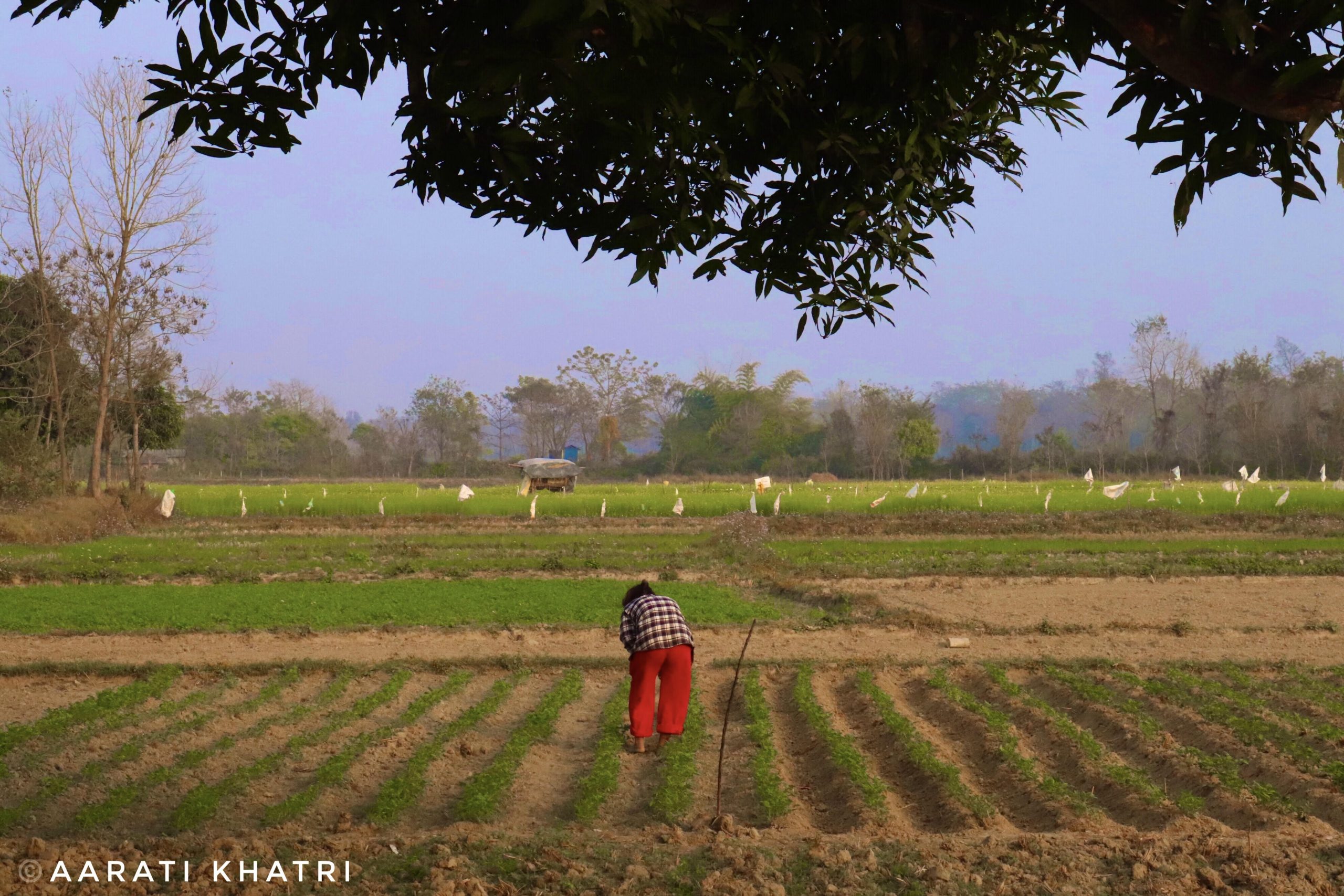You are currently viewing Women at the Core of Forest Sustainability