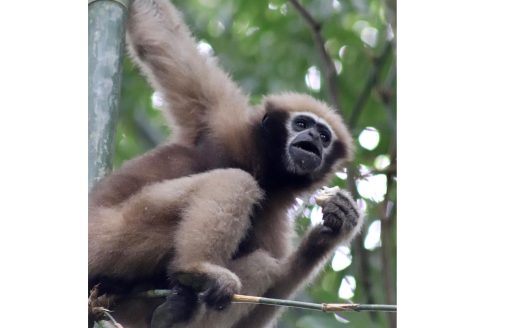 Nature’s acrobats without tails!