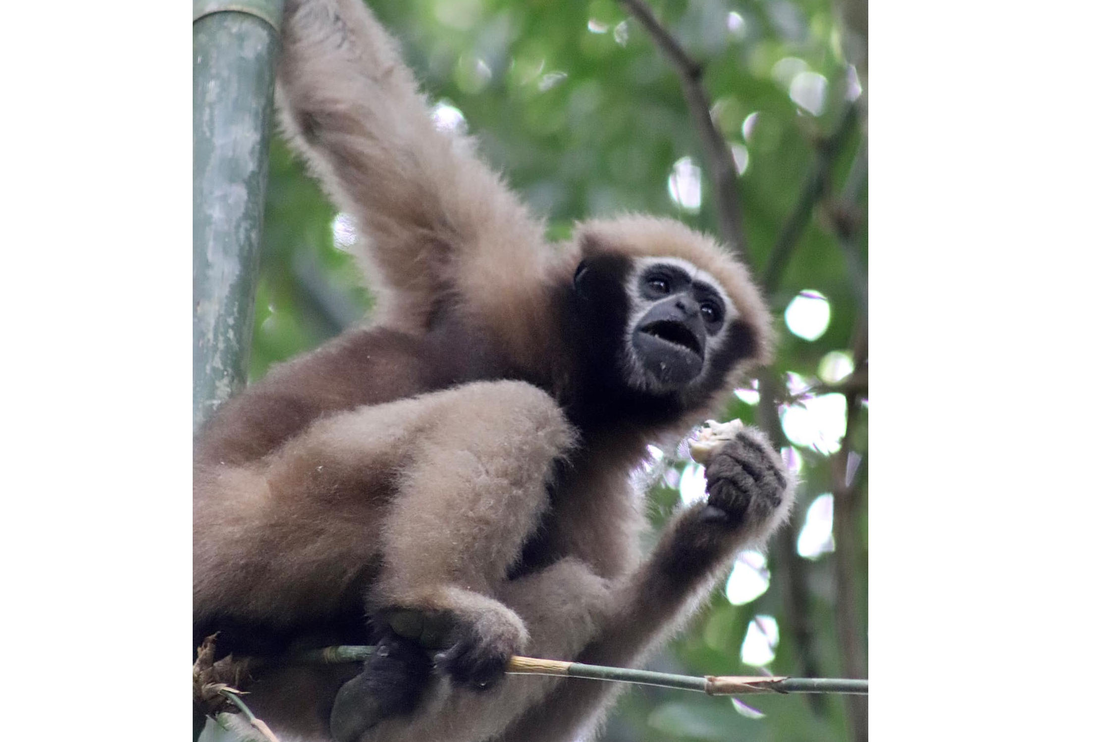 You are currently viewing Nature’s acrobats without tails!